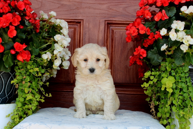 puppy, for, sale, Mini Bernedoodle, Matthew B. Stoltzfus, dog, breeder, Gap, PA, dog-breeder, puppy-for-sale, forsale, nearby, find, puppyfind, locator, puppylocator, aca